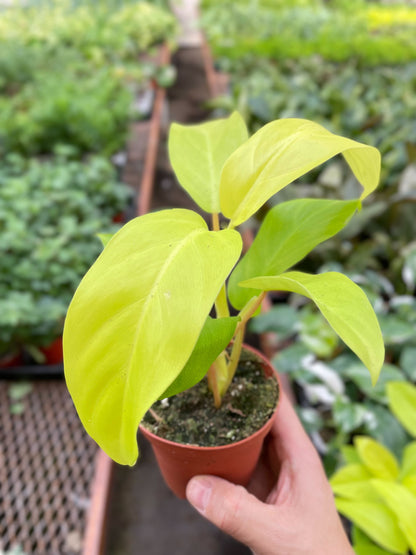 Philodendron Golden Goddess - 4" Pot