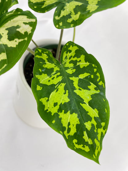 Caladium Hilo Beauty by Bumble Plants