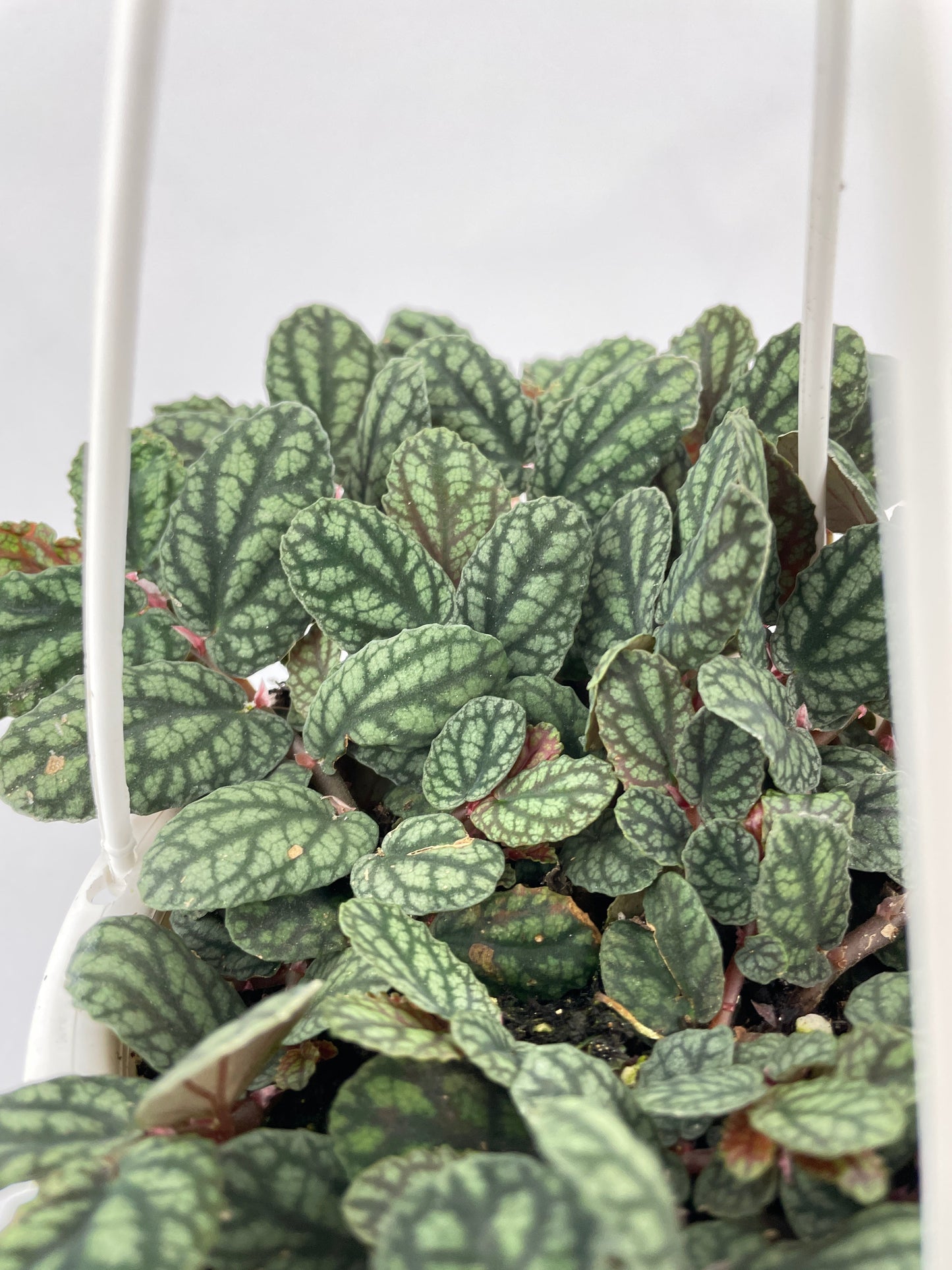 Watermelon Begonia (Pellionia Pulchra) by Bumble Plants