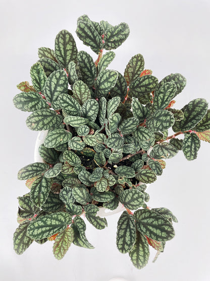 Watermelon Begonia (Pellionia Pulchra) by Bumble Plants