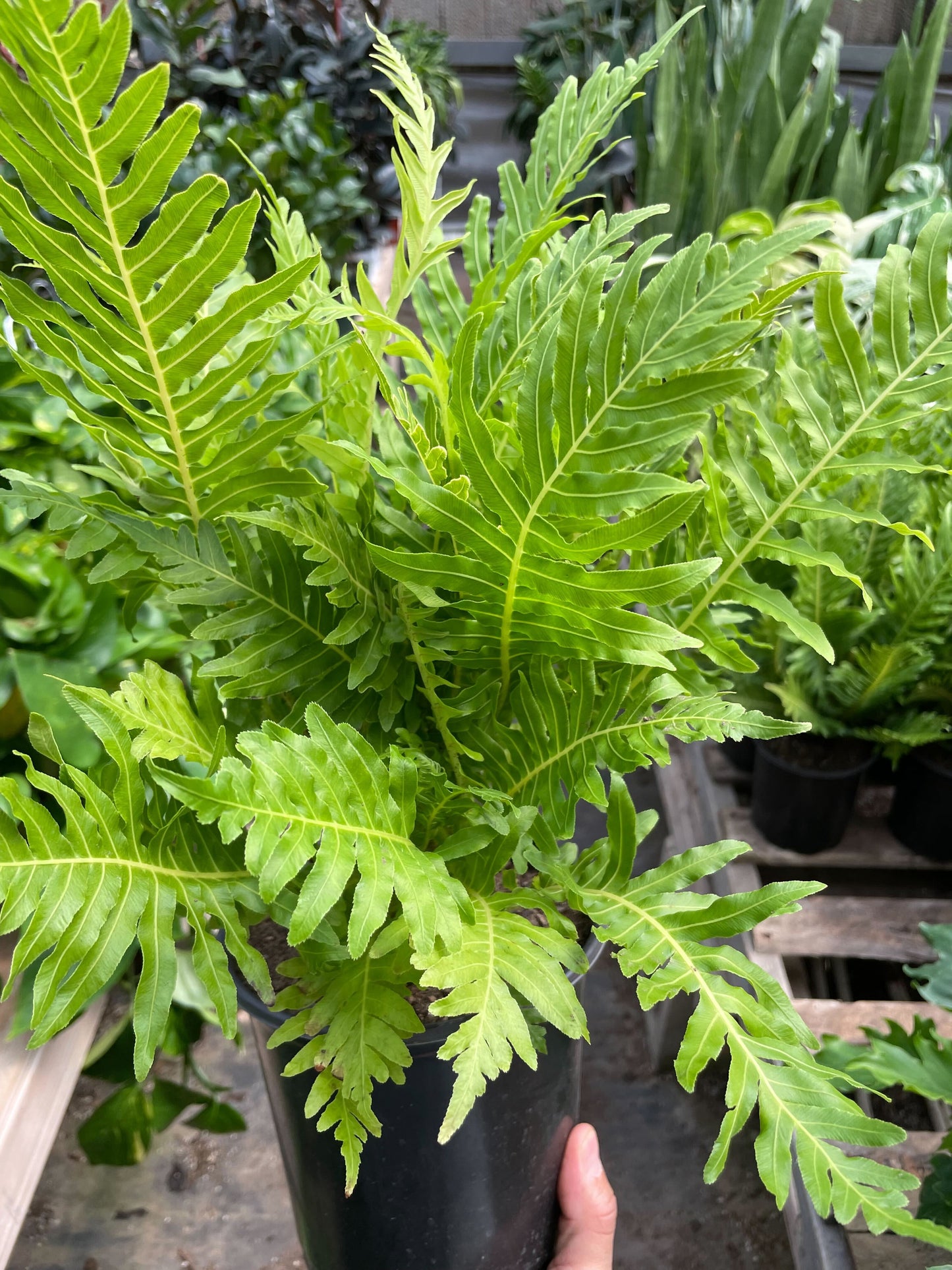 Fern Silver Lady - 6" Pot