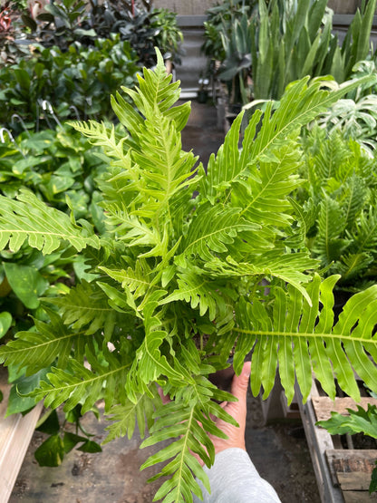 Fern Silver Lady - 6" Pot