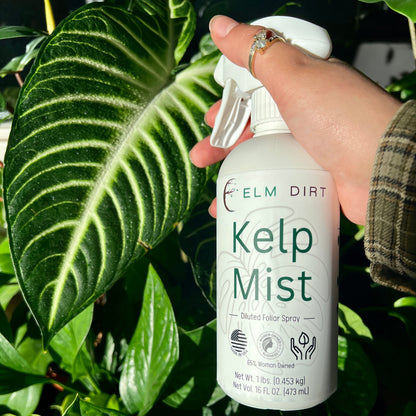 Kelp Mist by Elm Dirt