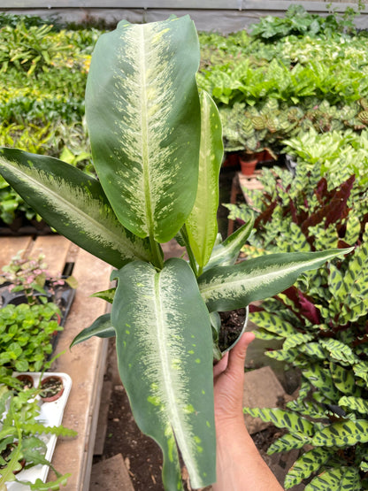 Dieffenbachia Panther