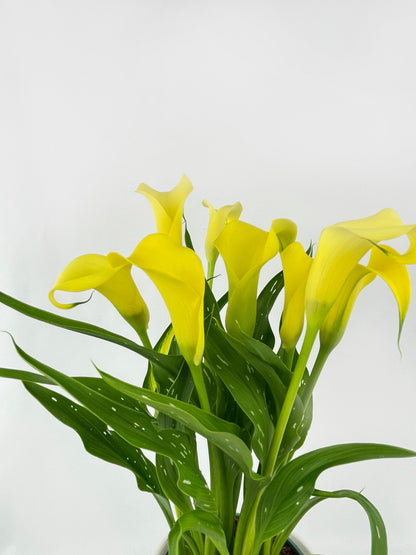 Cally Lily Flowers by Bumble Plants