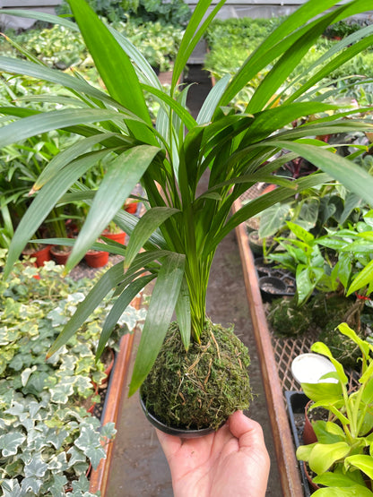 Palm Areca Kokedama