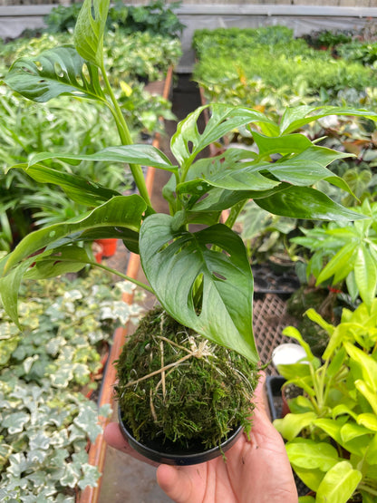 Monstera Swiss Cheese Kokedama