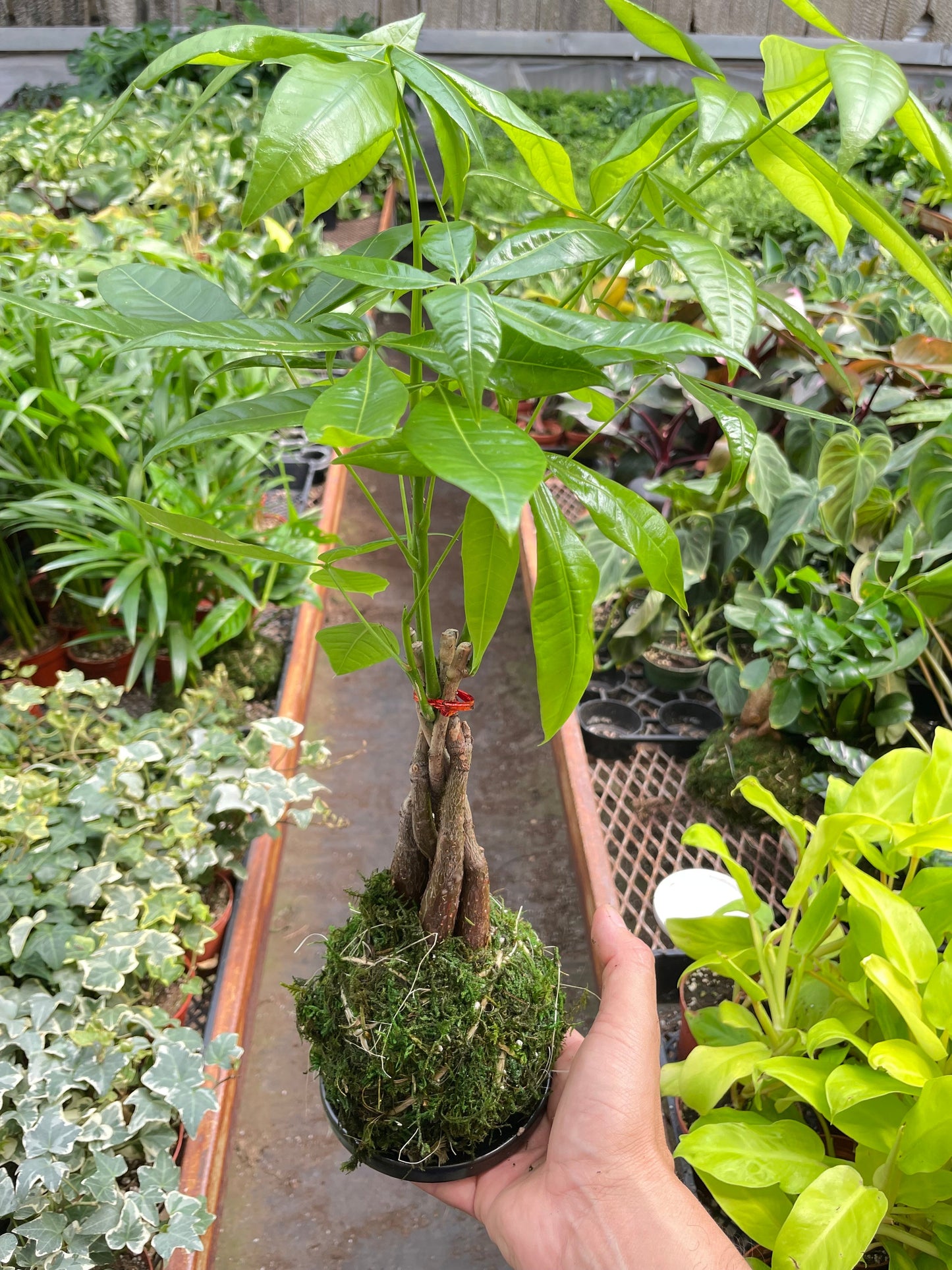 Money Tree 'Guiana Chestnut' Pachira Braid Kokedama