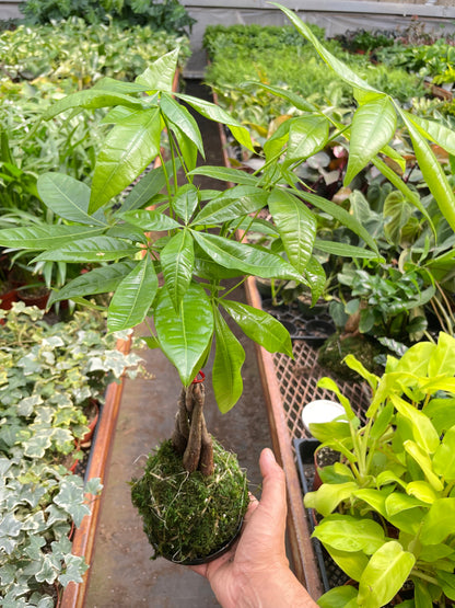 Money Tree 'Guiana Chestnut' Pachira Braid Kokedama