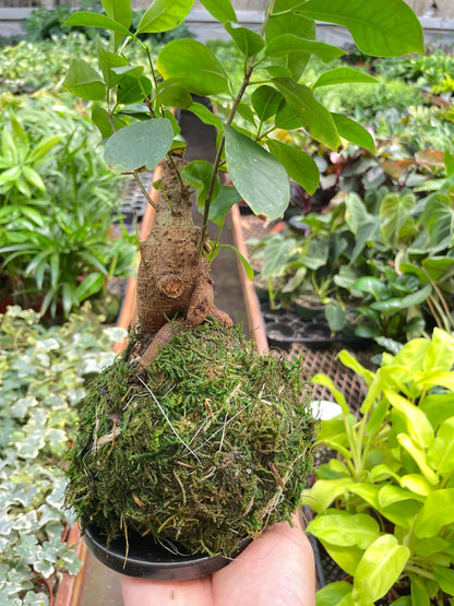 Ficus Ginseng Kokedama