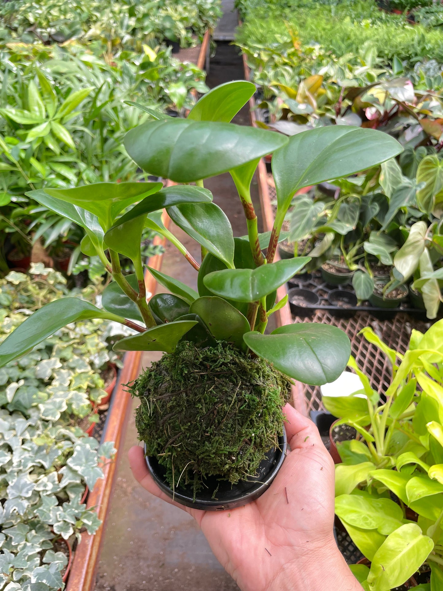 Peperomia Thailand Kokedama