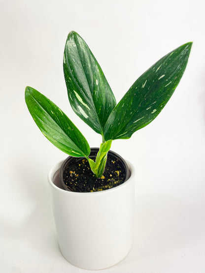 Monstera Standleyana 'Albo Variegata' by Bumble Plants