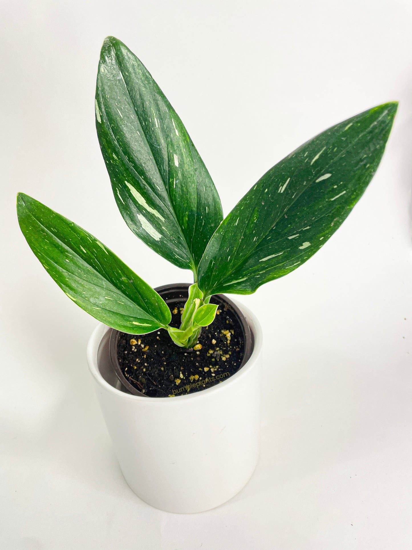 Monstera Standleyana 'Albo Variegata' by Bumble Plants