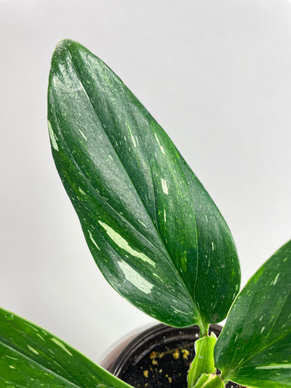 Monstera Standleyana 'Albo Variegata' by Bumble Plants