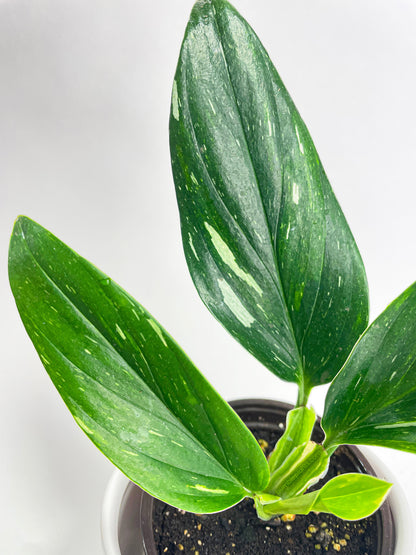 Monstera Standleyana 'Albo Variegata' by Bumble Plants