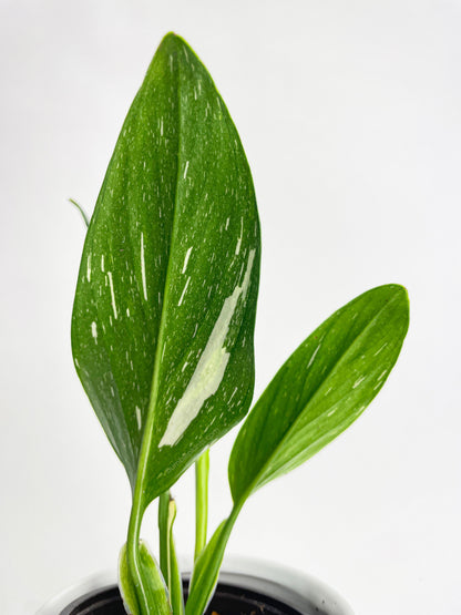 Monstera Standleyana 'Albo Variegata' by Bumble Plants