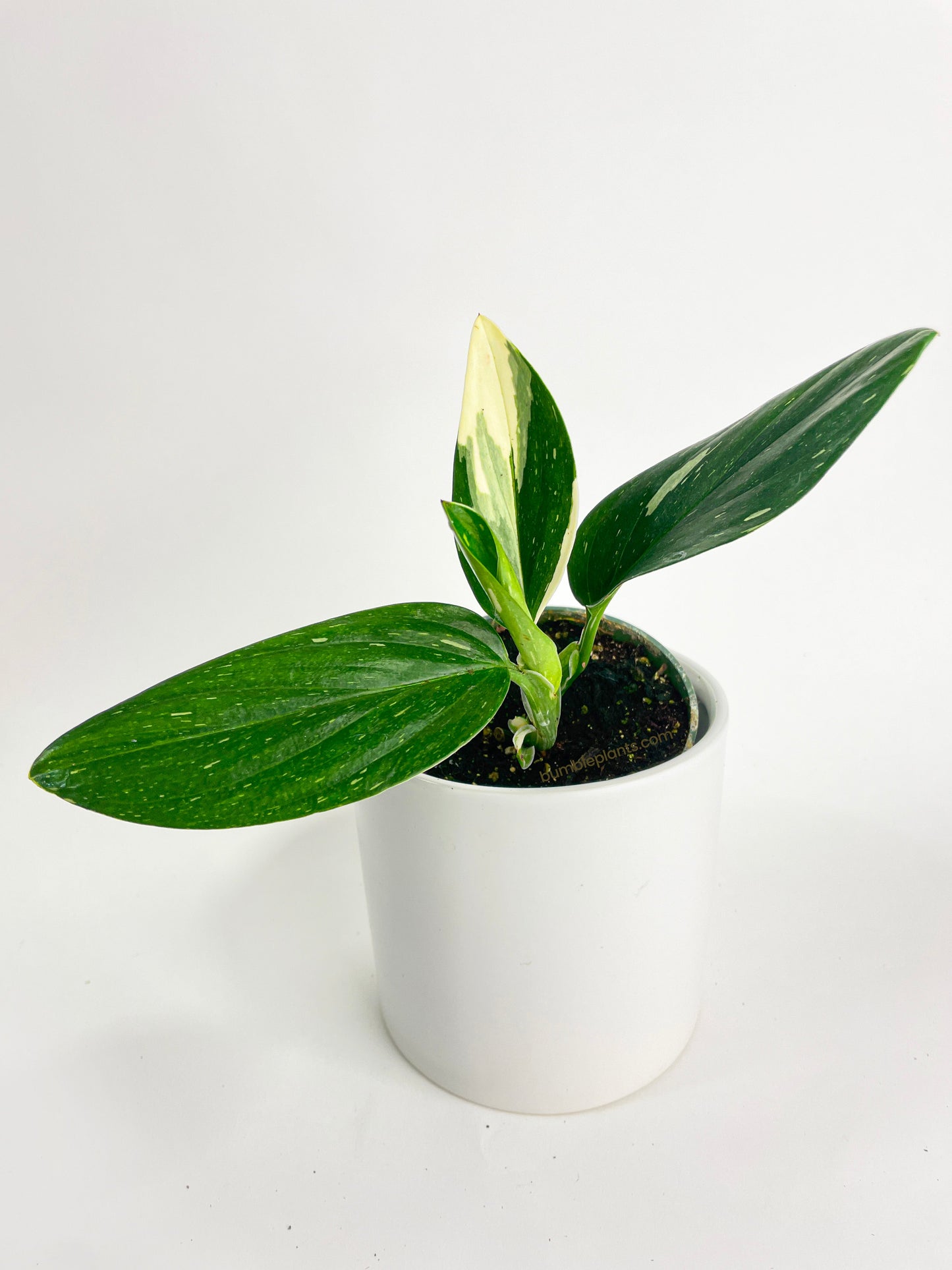 Monstera Standleyana 'Albo Variegata' by Bumble Plants