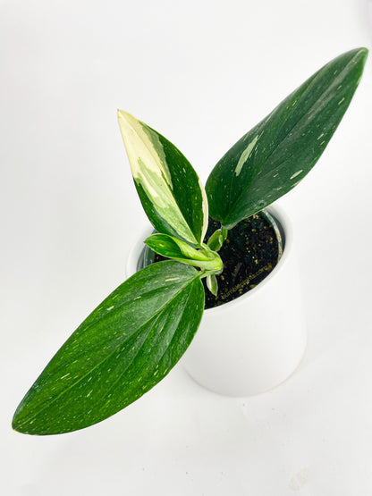 Monstera Standleyana 'Albo Variegata' by Bumble Plants