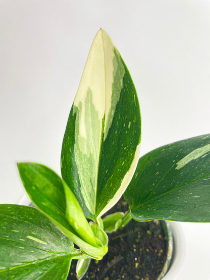 Monstera Standleyana 'Albo Variegata' by Bumble Plants