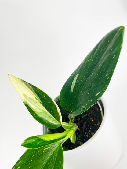 Monstera Standleyana 'Albo Variegata' by Bumble Plants