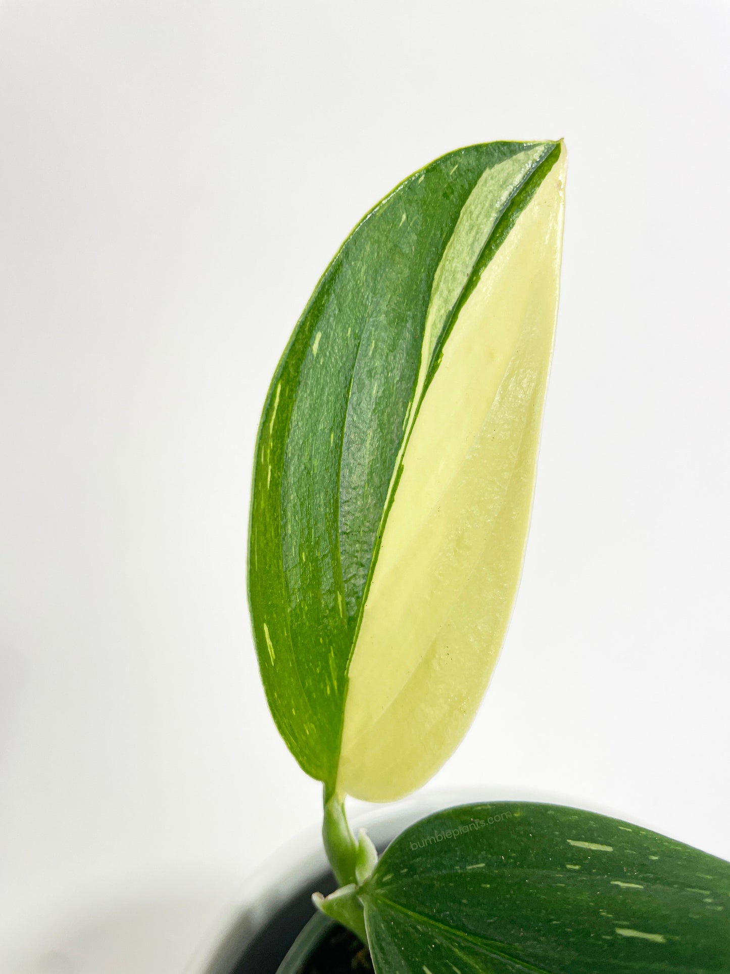 Monstera Standleyana 'Albo Variegata' by Bumble Plants