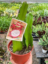 Dragon Fruit (Pitaya)