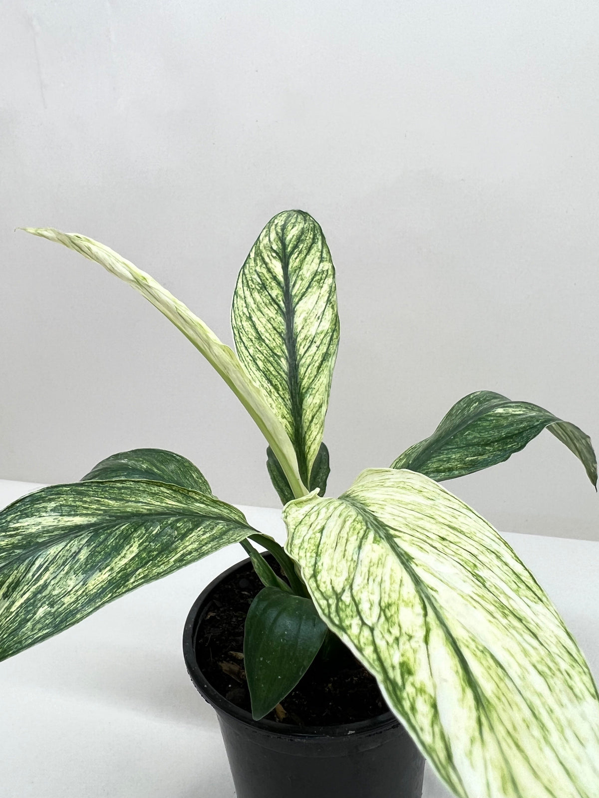 Spathiphyllum Jessica