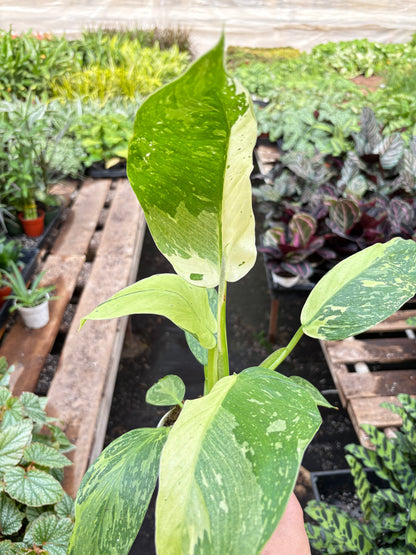 Philodendron Jose Bueno