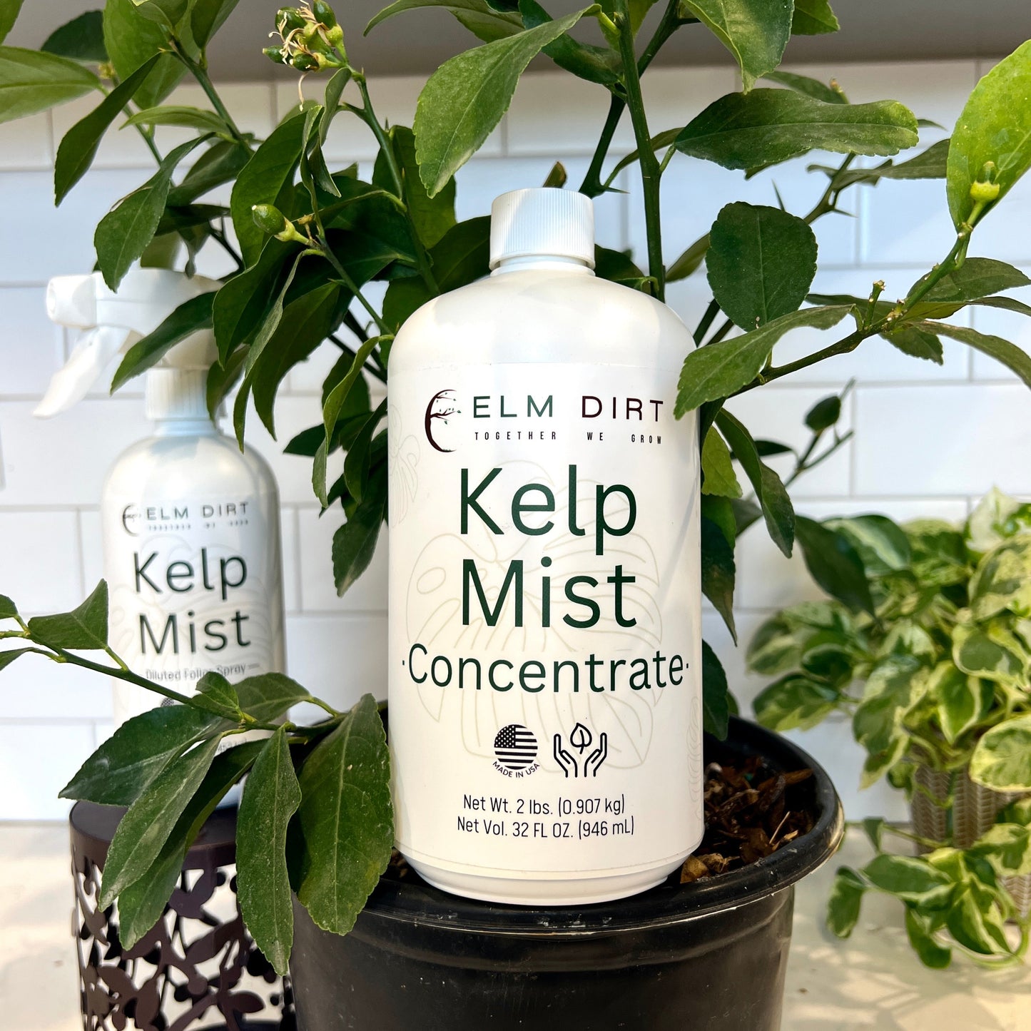 Kelp Mist by Elm Dirt