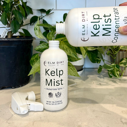 Kelp Mist by Elm Dirt