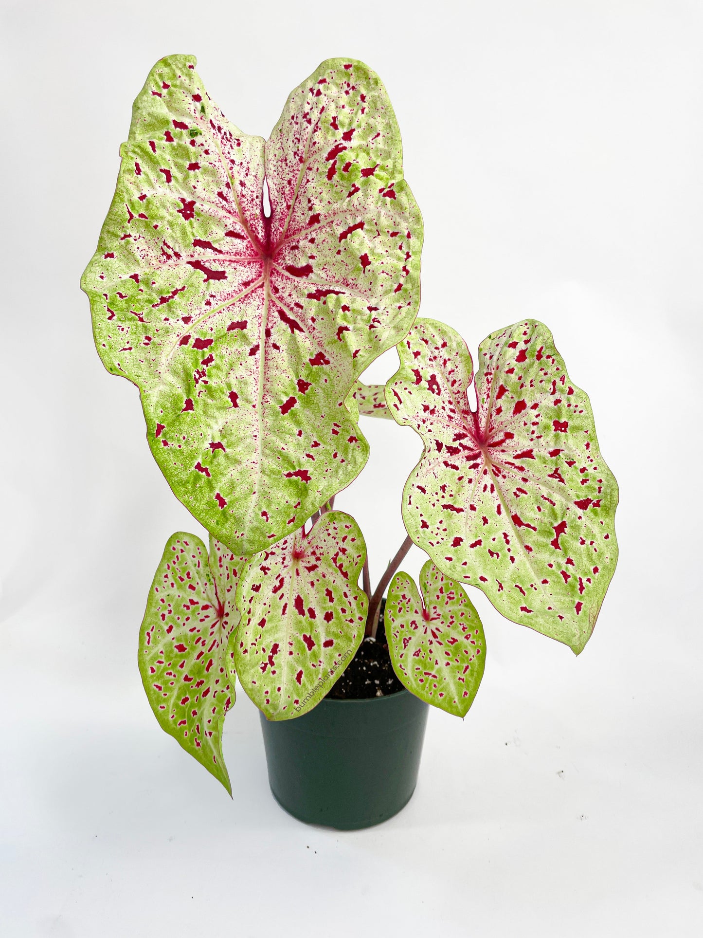 Caladium Miss Muffet by Bumble Plants