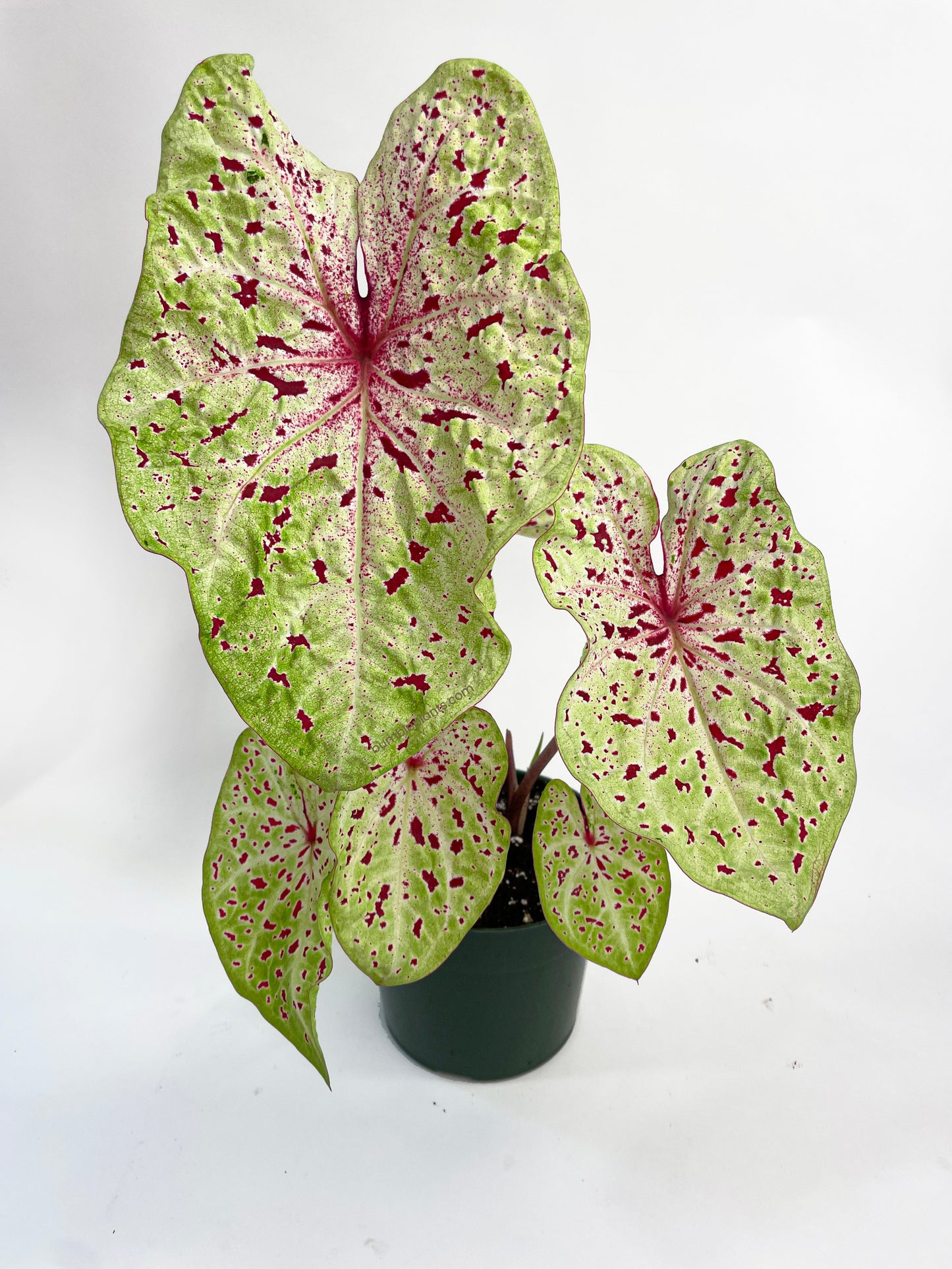 Caladium Miss Muffet by Bumble Plants