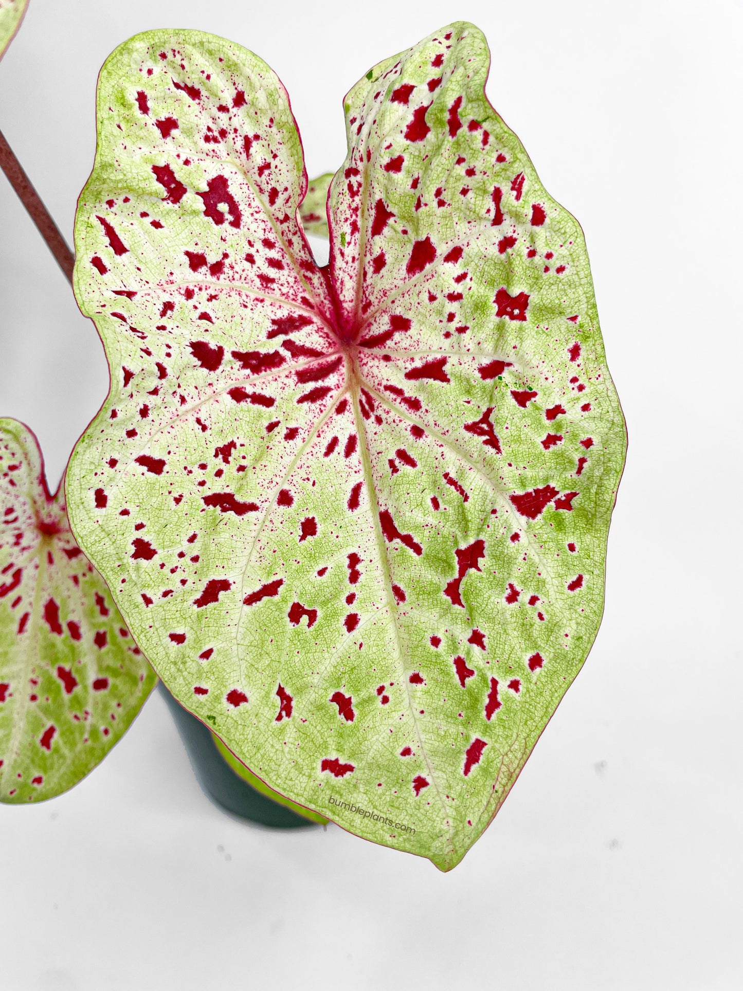 Caladium Miss Muffet by Bumble Plants