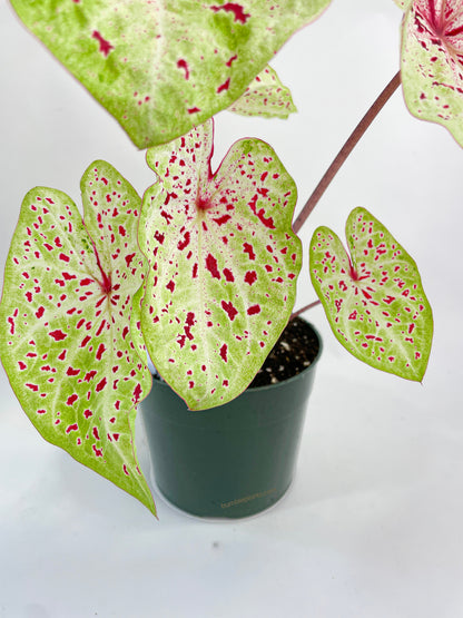 Caladium Miss Muffet by Bumble Plants