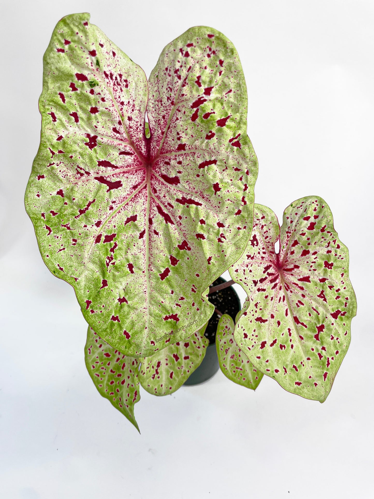 Caladium Miss Muffet by Bumble Plants