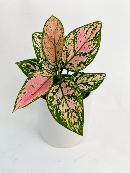 Aglaonema Cherry Anyanmanee 'Lady Valentine' by Bumble Plants