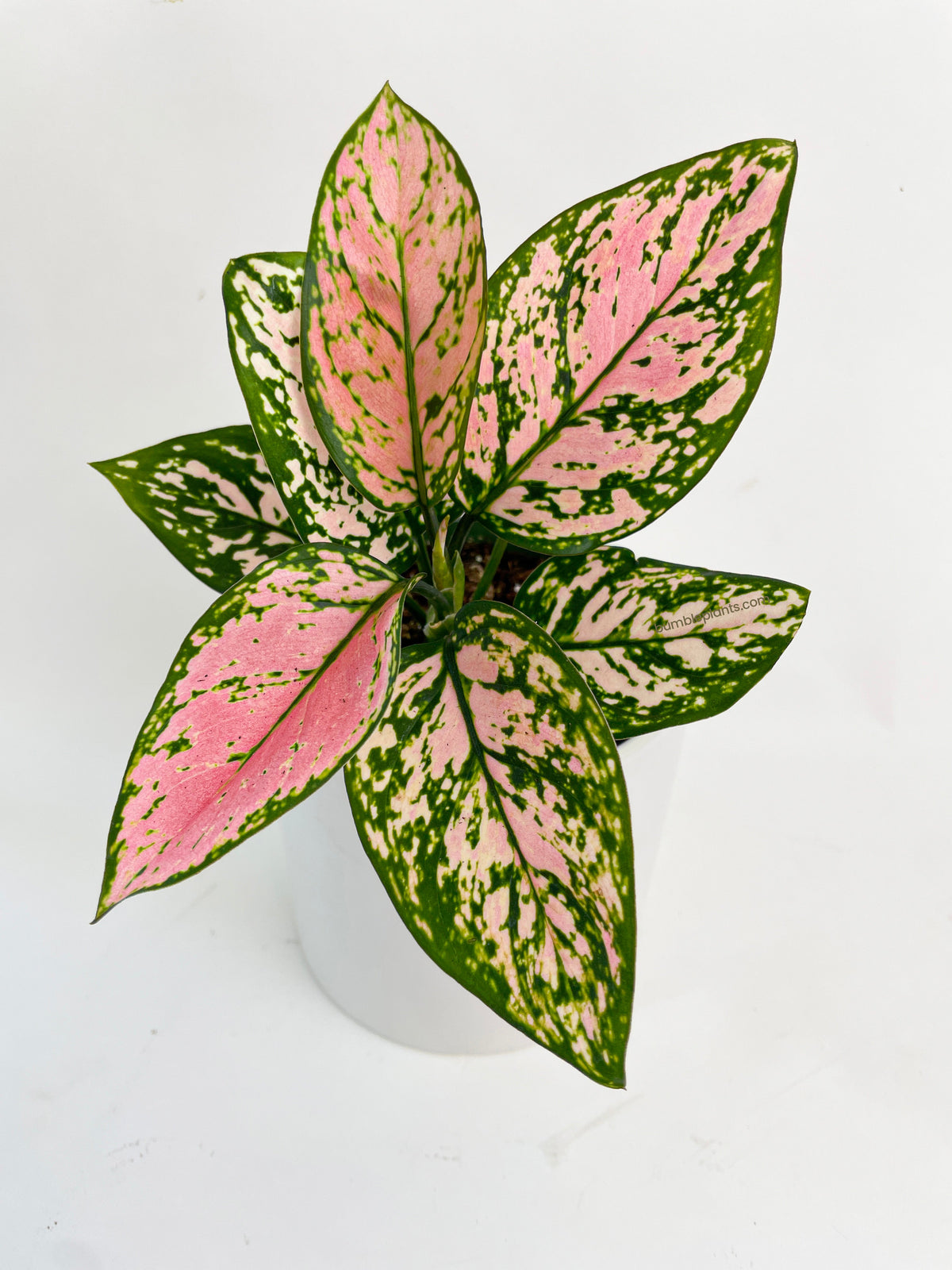 Aglaonema Cherry Anyanmanee 'Lady Valentine' by Bumble Plants