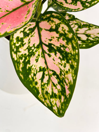 Aglaonema Cherry Anyanmanee 'Lady Valentine' by Bumble Plants