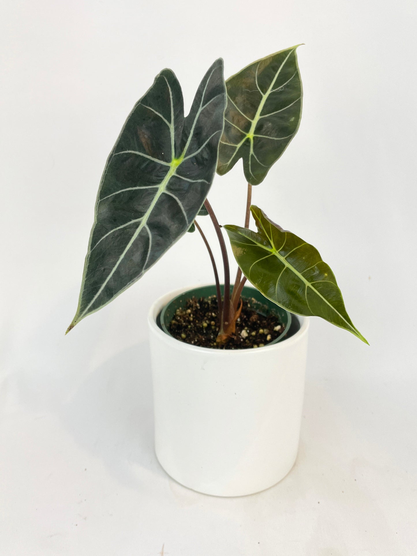 Alocasia Dragon Tooth Longiloba by Bumble Plants