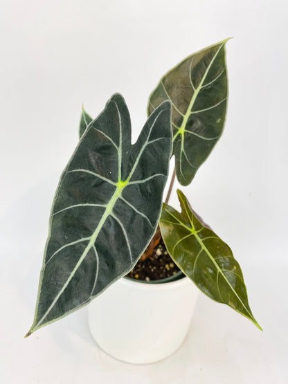 Alocasia Dragon Tooth Longiloba by Bumble Plants