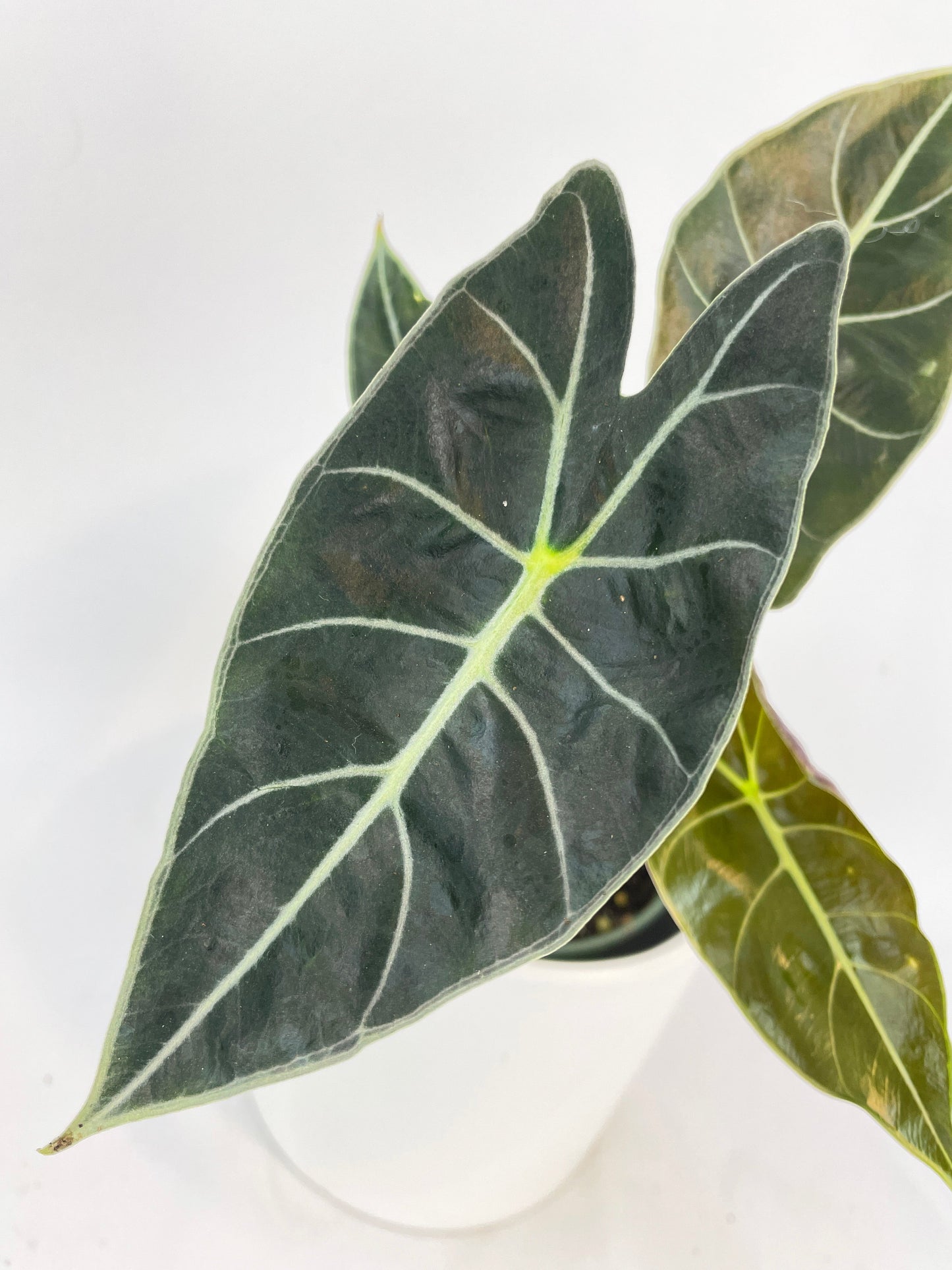 Alocasia Dragon Tooth Longiloba by Bumble Plants