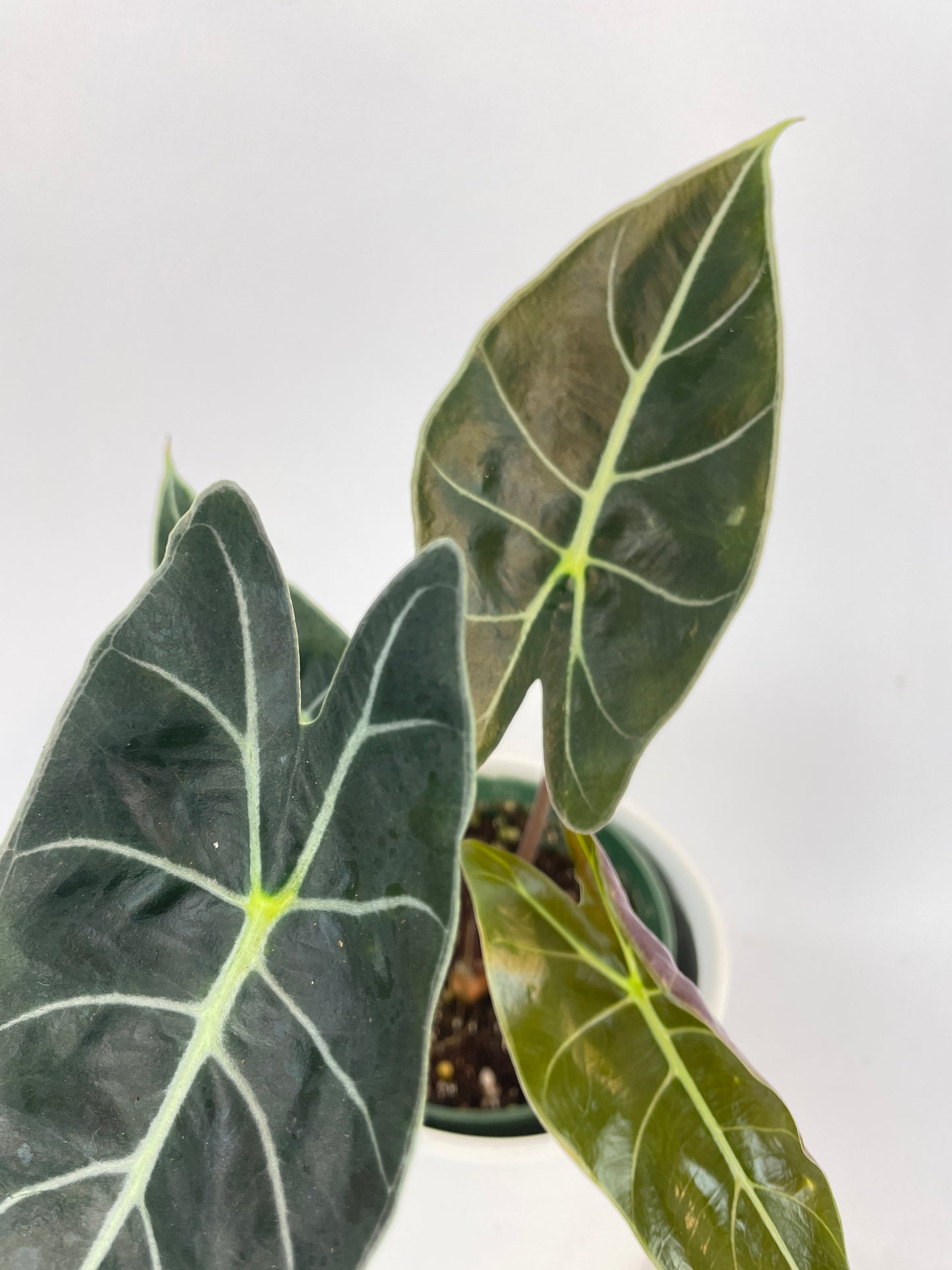 Alocasia Dragon Tooth Longiloba by Bumble Plants