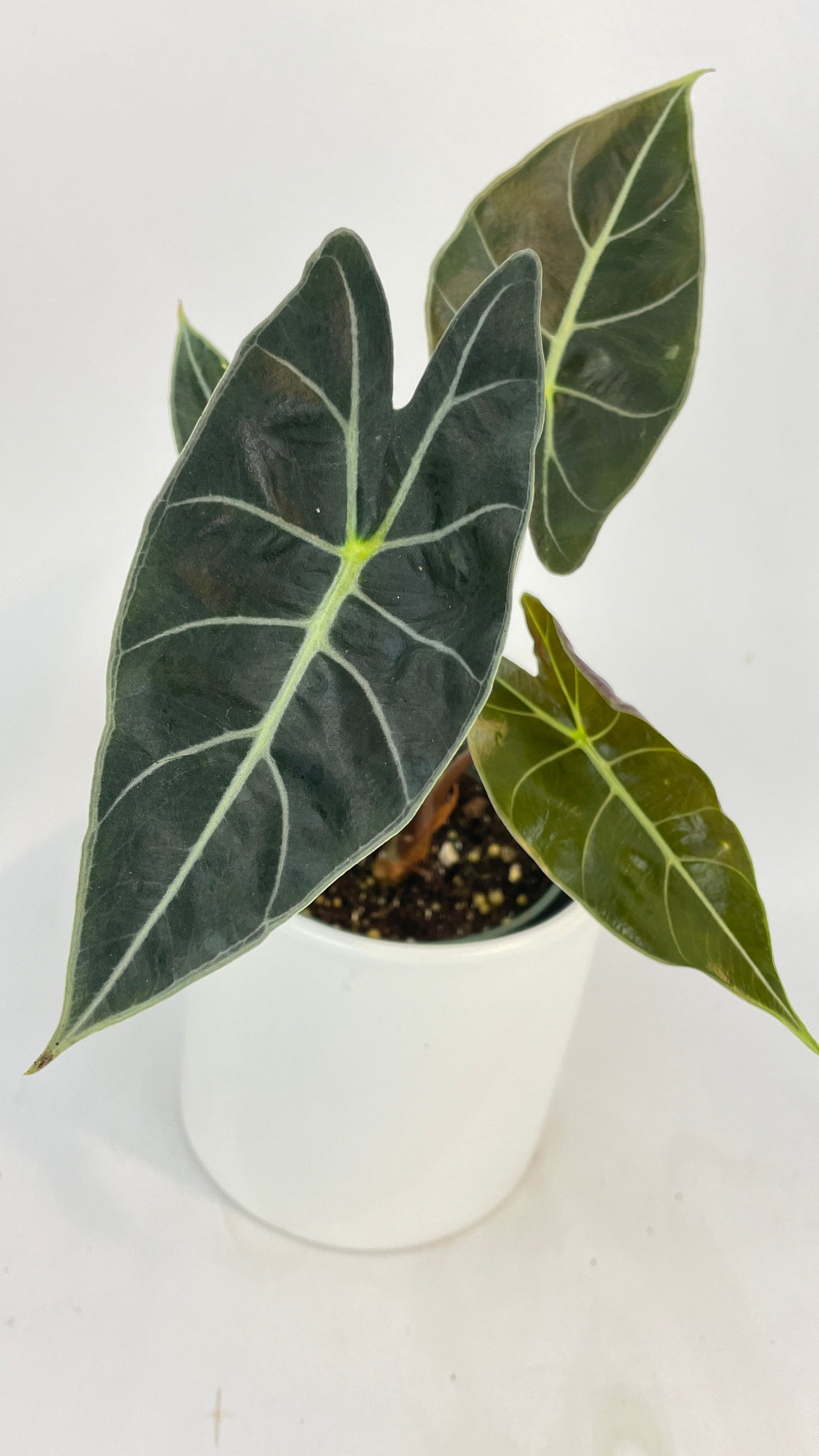 Alocasia Dragon Tooth Longiloba by Bumble Plants