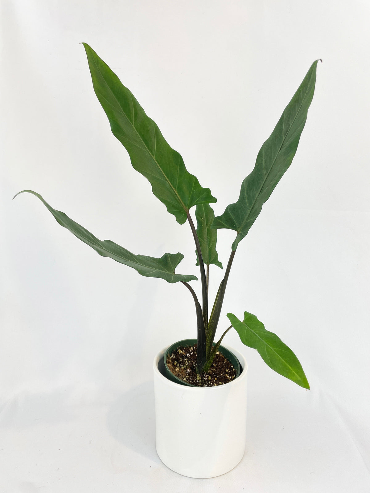 Alocasia Lauterbachiana Purple Sword by Bumble Plants