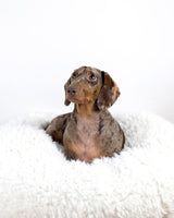 POD DOG BED by MODERNBEAST