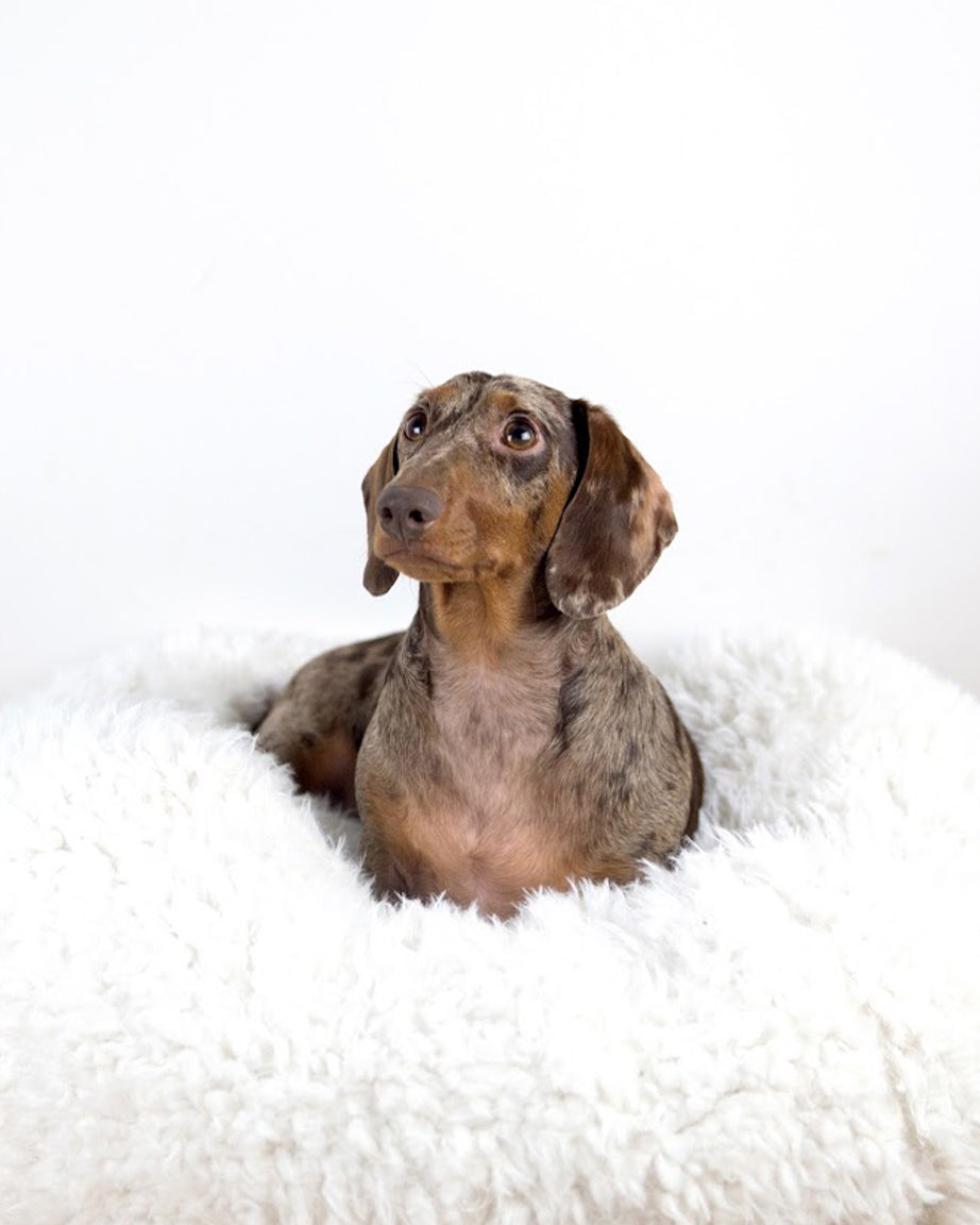 POD DOG BED by MODERNBEAST