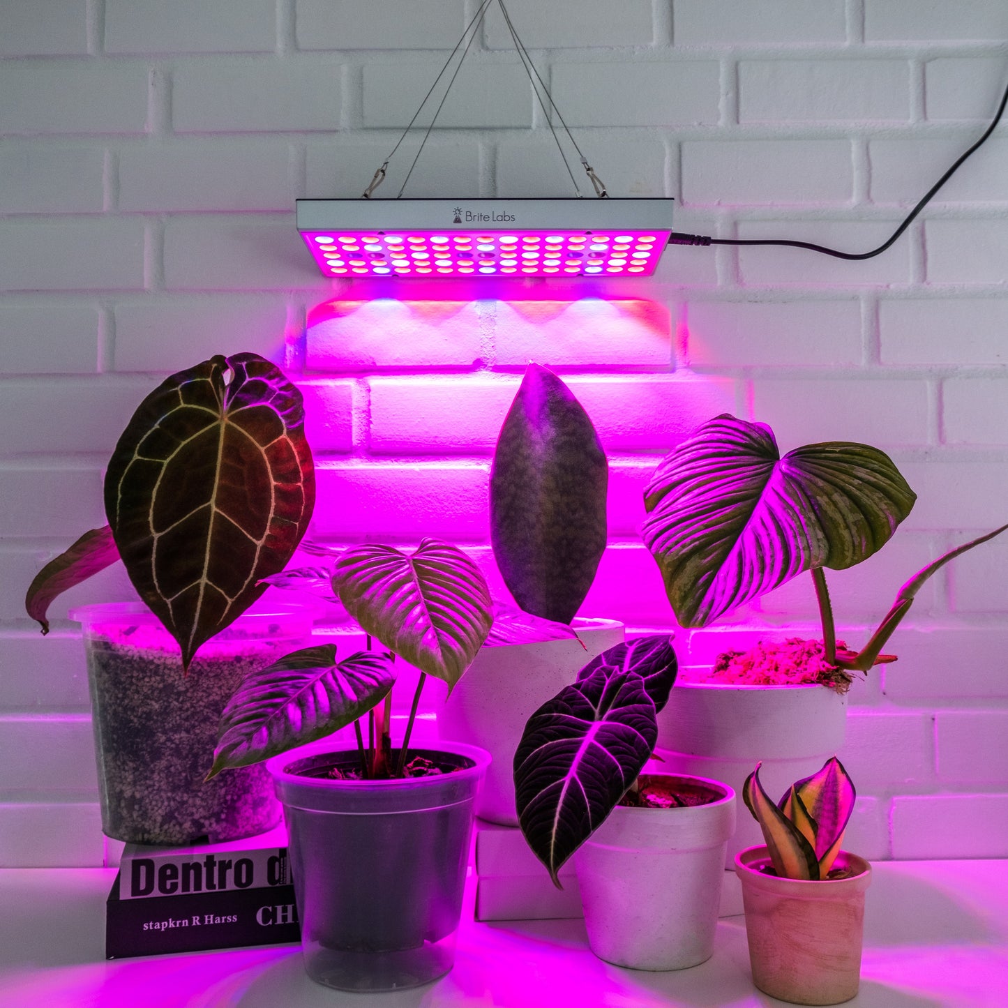 Brite Labs - Gaze Grow Light