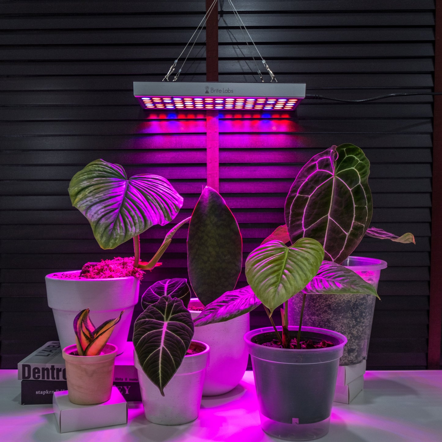 Brite Labs - Gaze Grow Light