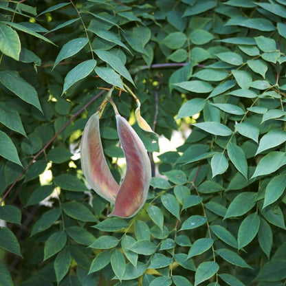 Kentucky Coffeetree by Growing Home Farms