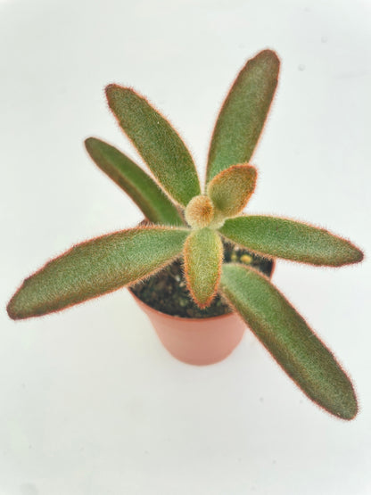 Kalanchoe tomentosa 'Chocolate Soldier' by Bumble Plants